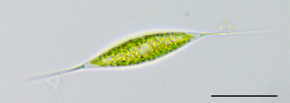 シュロエデリア （Schroederia sp.）の画像
