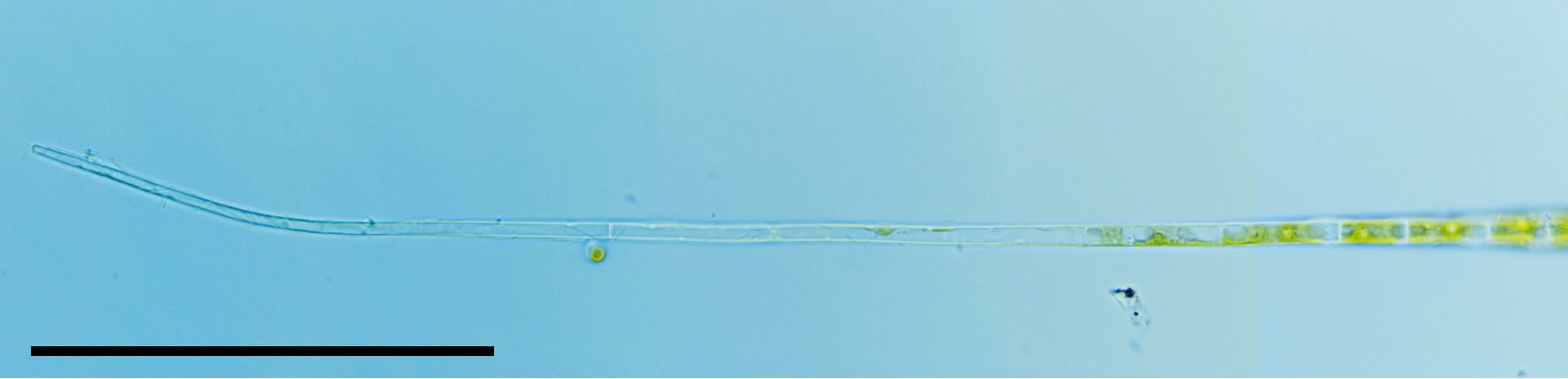 スティゲオクロニウム（Stigeoclonium sp.）の画像