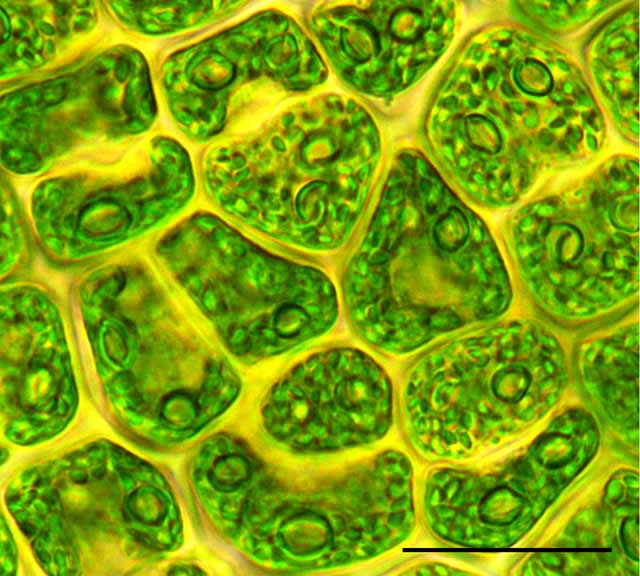 アオサ藻類の画像