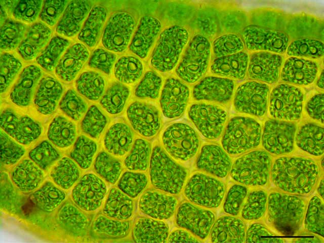 アオサ藻類の画像