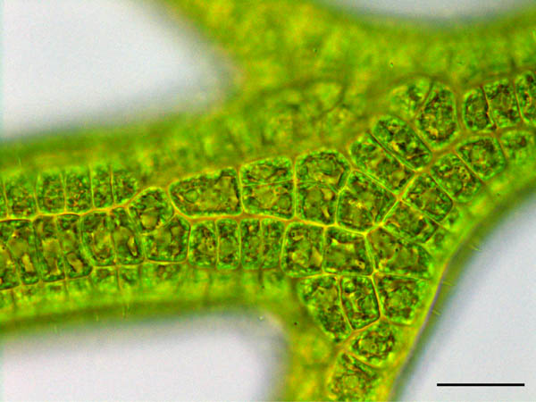 アオサ藻類（海藻）の画像