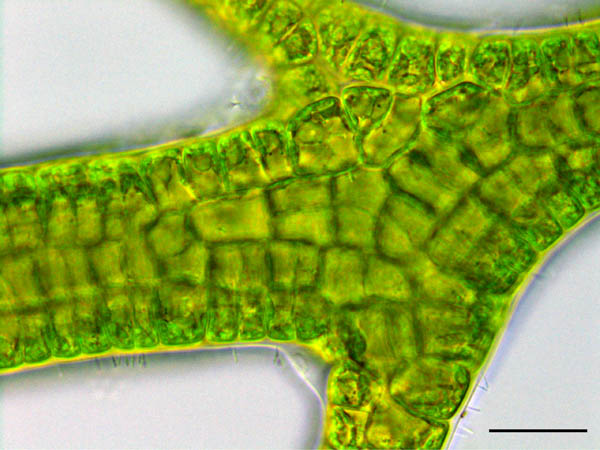 アオサ藻類（海藻）の画像