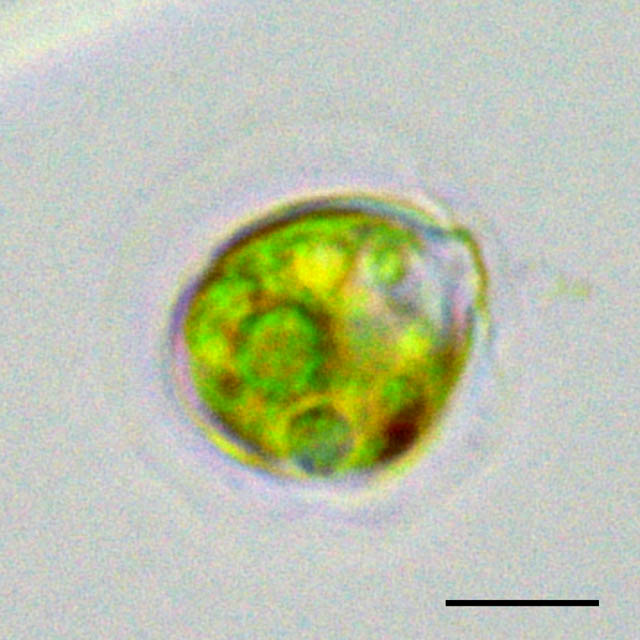 ビテロクラミス（Vitreochlamys sp.）の画像