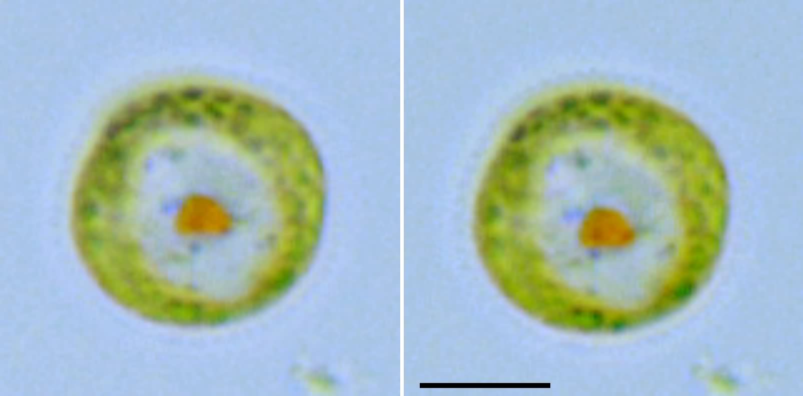 メソスチグマ　（Mesostigma sp.）の画像