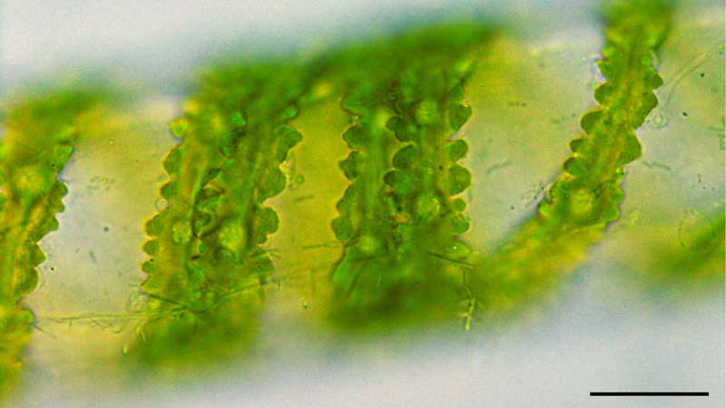 アオミドロ （Spirogyra sp.）の画像