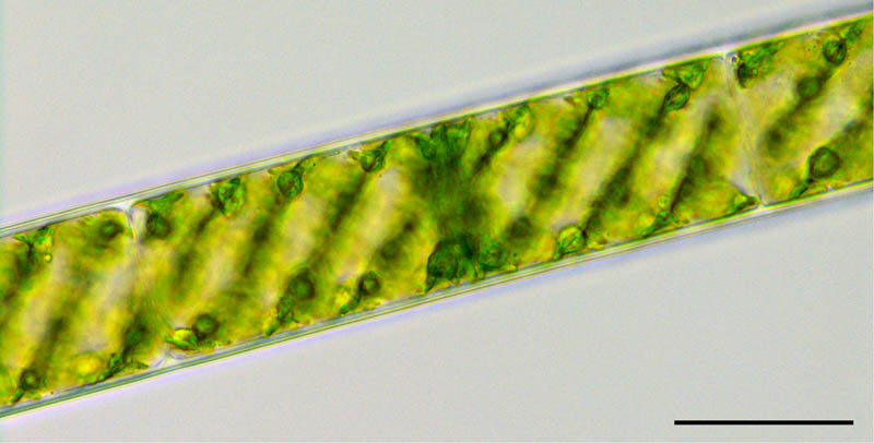 アオミドロ （Spirogyra sp.）の画像