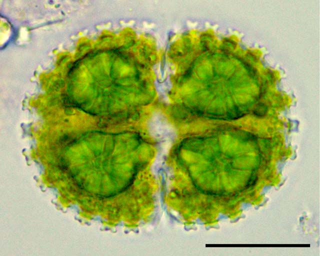 ツヅミモ （Cosmarium quadrifarium）の画像