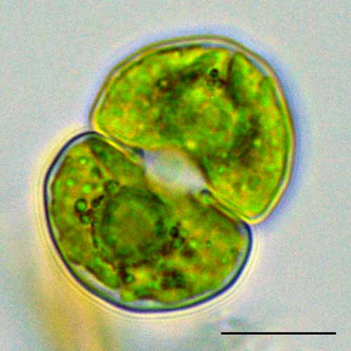 cd~iCosmarium sp.j̉摜