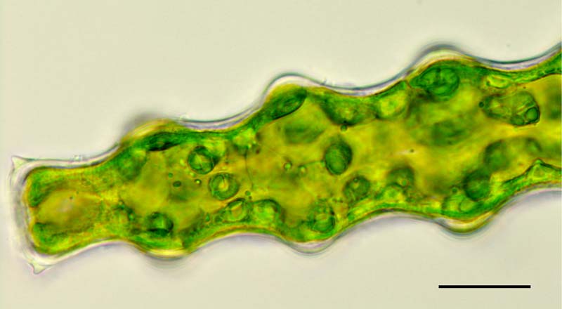 コウガイチリモ （Pleurotaenium nodosum）の画像