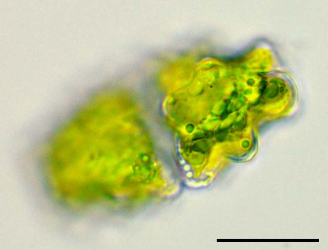ユウアスツルム （Euastrum sp.）の画像