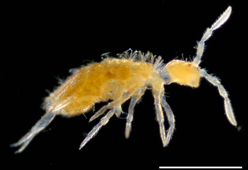 アヤトビムシ科（Entomobryidae）の画像