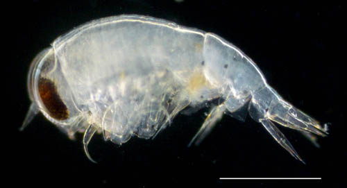 クラゲノミ亜目（Suborder Hyperiidae）の画像