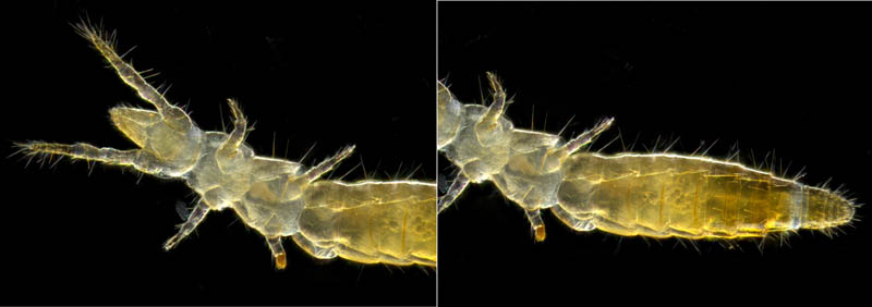 カマアシムシ目の１種 (Protura gen. sp.)