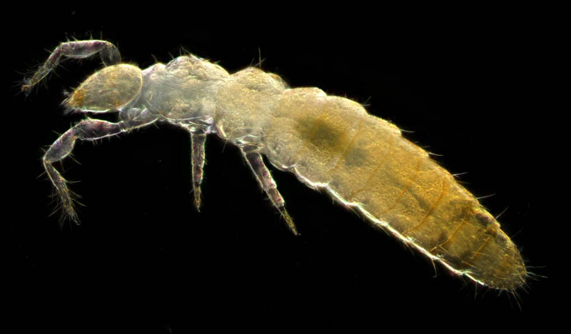 カマアシムシ目の１種 (Protura gen. sp.)