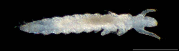 カマアシムシ目の１種 (Protura gen. sp.)