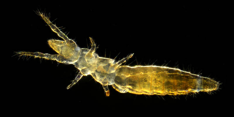 カマアシムシ目の１種 (Protura gen. sp.)