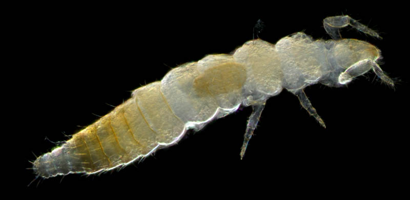 カマアシムシ目の１種 (Protura gen. sp.)