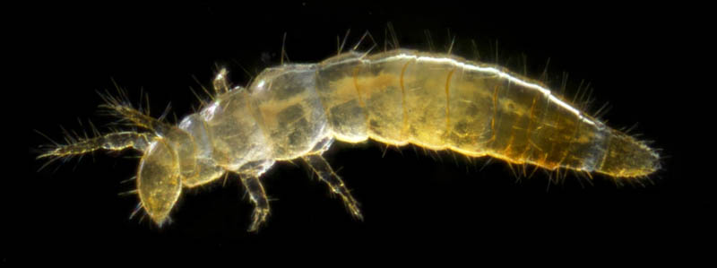 カマアシムシ目の１種 (Protura gen. sp.)