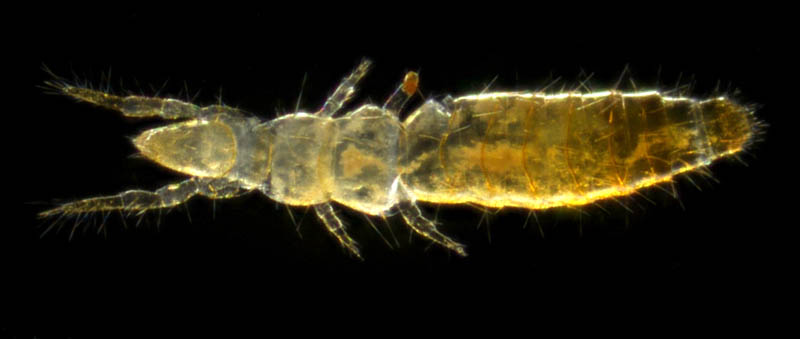 カマアシムシ目の１種 (Protura gen. sp.)