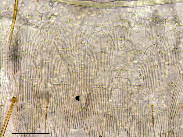 コムシ目（双尾目）の１種 (Diplura gen. sp.)