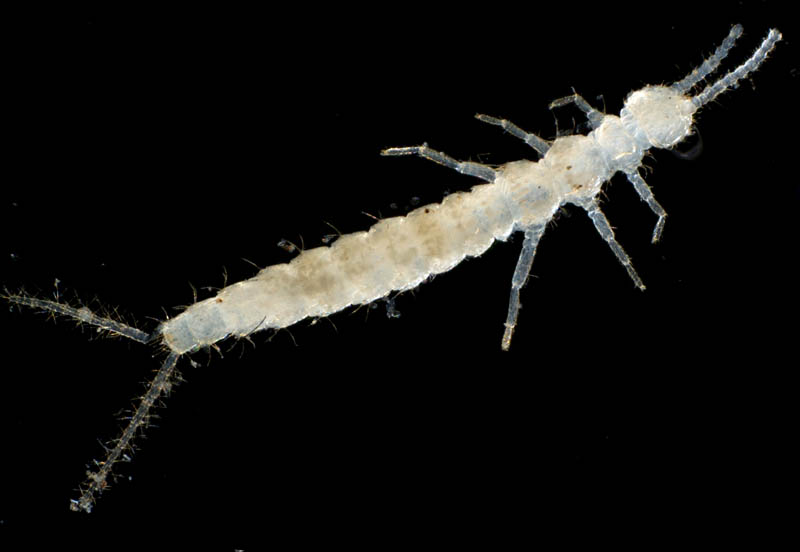 コムシ目（双尾目）の１種 (Diplura gen. sp.)