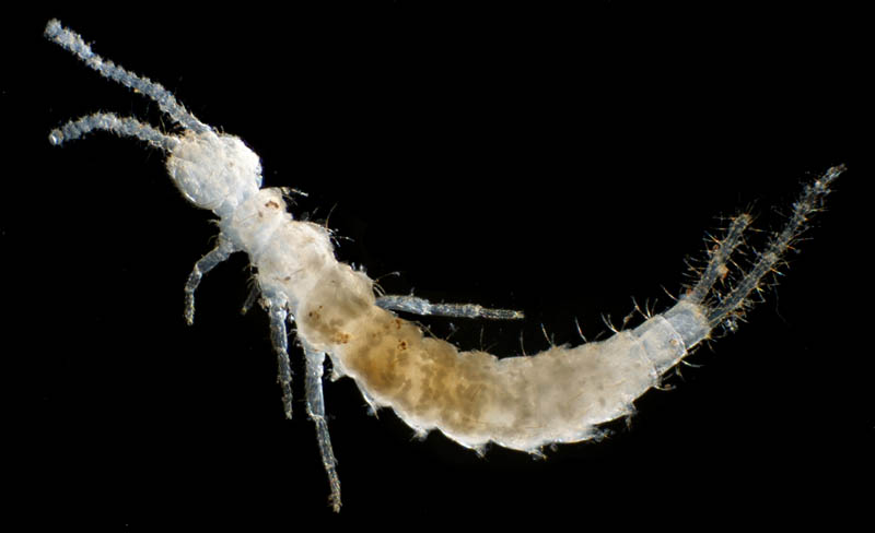 コムシ目（双尾目）の１種 (Diplura gen. sp.)