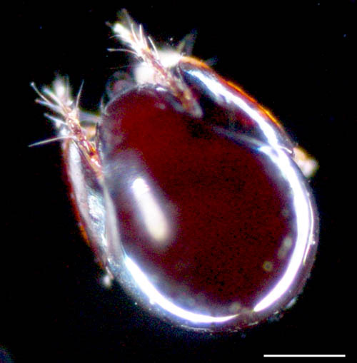 フリソデダニ科(Galumnidae)の１種