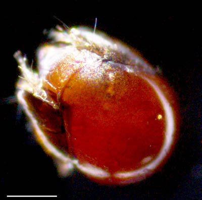 フリソデダニ科(Galumnidae)の１種