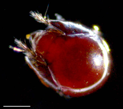 フリソデダニ科(Galumnidae)の１種