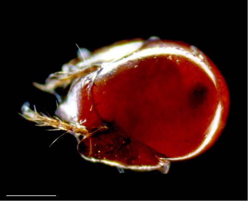 フリソデダニ科(Galumnidae)の１種