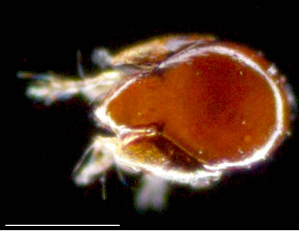フリソデダニ科(Galumnidae)の１種