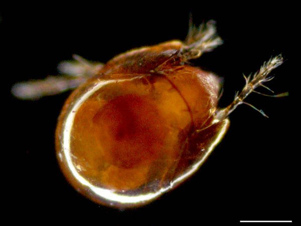 フリソデダニ科(Galumnidae)の１種