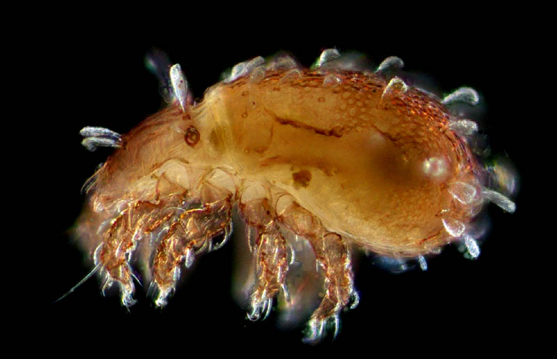 フサゲモンツキダニ属 の1種(Allonothrus sp.)