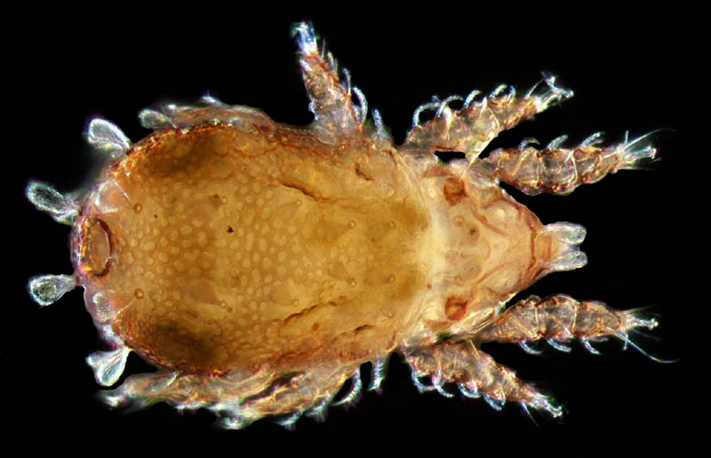 フサゲモンツキダニ属 の1種(Allonothrus sp.)