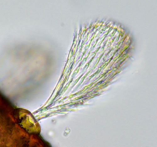 フサゲモンツキダニ属 の1種(Allonothrus sp.)