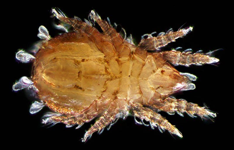 フサゲモンツキダニ属 の1種(Allonothrus sp.)