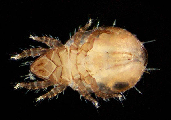 モンツキダニ科(Trhypochthoniellidae)の1種