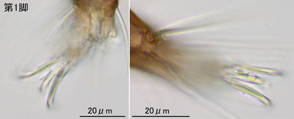 モンツキダニ科(Trhypochthoniellidae)の1種