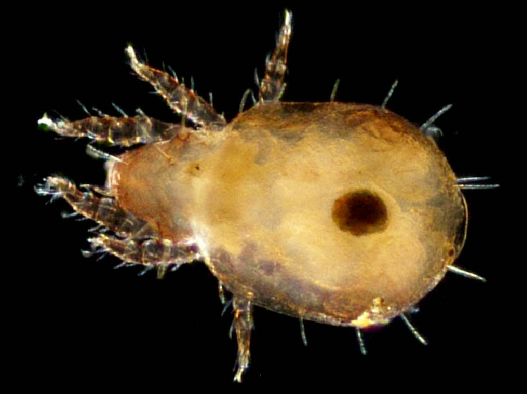 モンツキダニ科(Trhypochthoniellidae)の1種