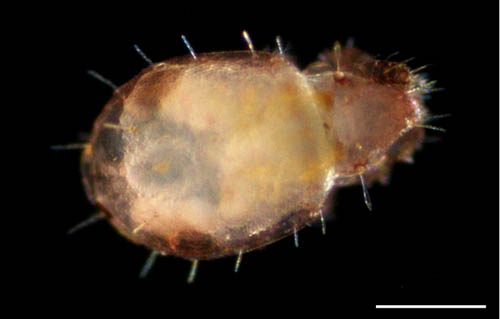 モンツキダニ科(Trhypochthoniellidae)の1種