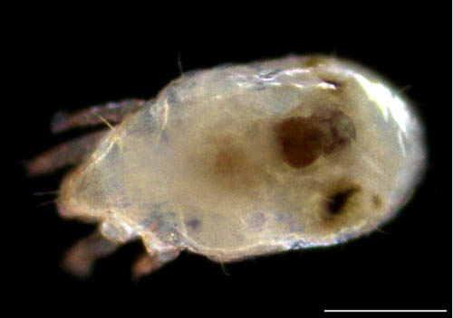モンツキダニ科(Trhypochthoniellidae)の1種