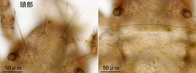 モンツキダニ科(Trhypochthoniellidae)の1種