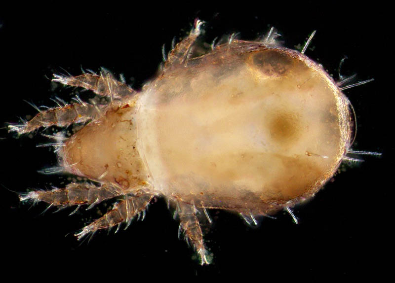モンツキダニ科(Trhypochthoniellidae)の1種