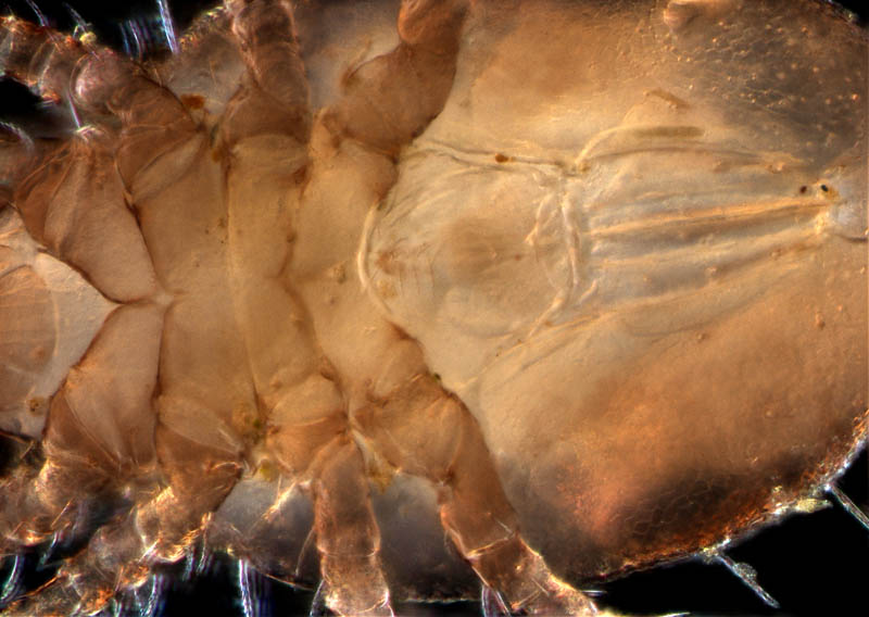 モンツキダニ科(Trhypochthoniellidae)の1種