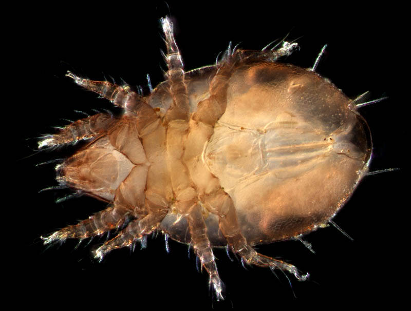モンツキダニ科(Trhypochthoniellidae)の1種