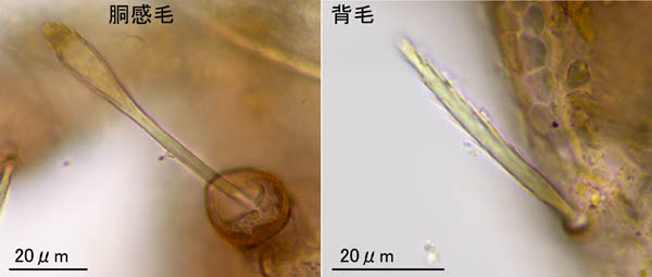 モンツキダニ科(Trhypochthoniellidae)の1種