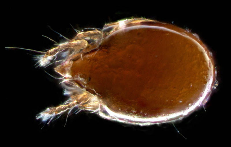 オトヒメダニ科(Scheloribatidae)の1種