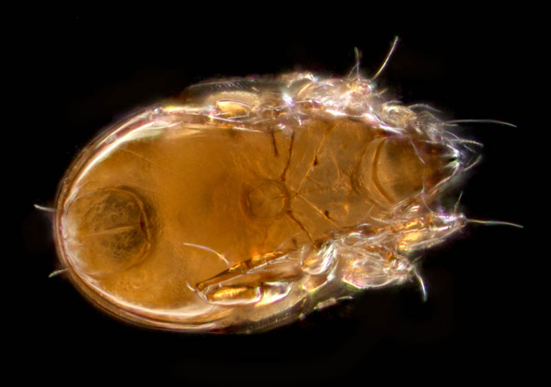 オトヒメダニ科(Scheloribatidae)の1種