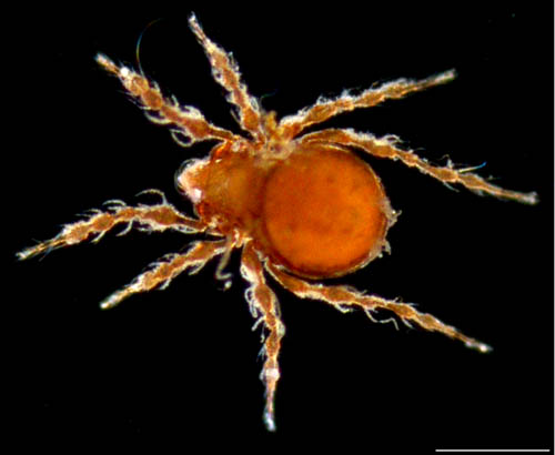 ワタゲジュズダニ （Epidamaeus fragilis）