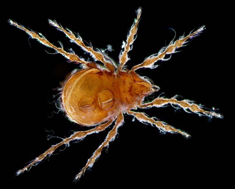 ワタゲジュズダニ （Epidamaeus fragilis）